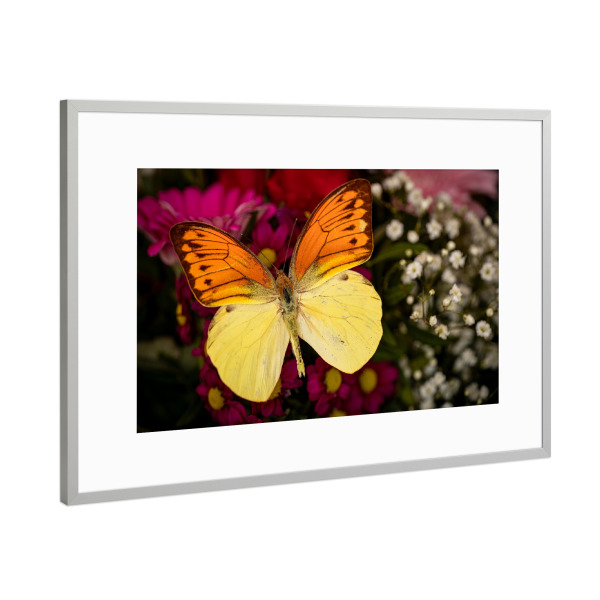 Poster mit Rahmen Silber "Der Falter auf der Blume" artboxONE - Tiere - Schmetterling,Falter,Tagfalter,Exotisch,Insekt,Blume,Blüte