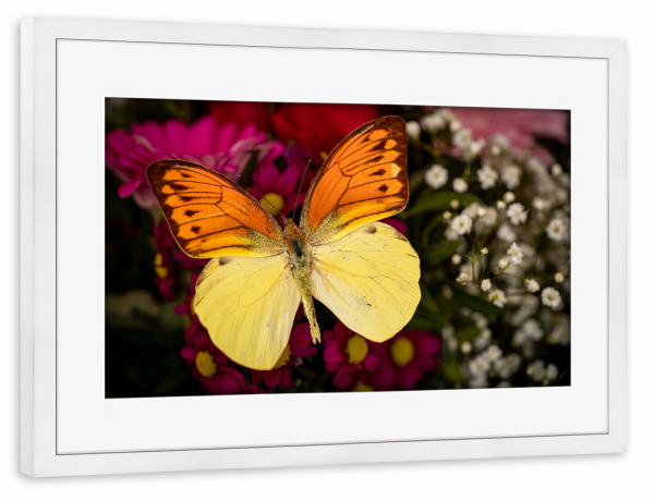 Poster mit Rahmen weiß "Der Falter auf der Blume" artboxONE - Tiere - Schmetterling,Falter,Tagfalter,Exotisch,Insekt,Blume,Blüte