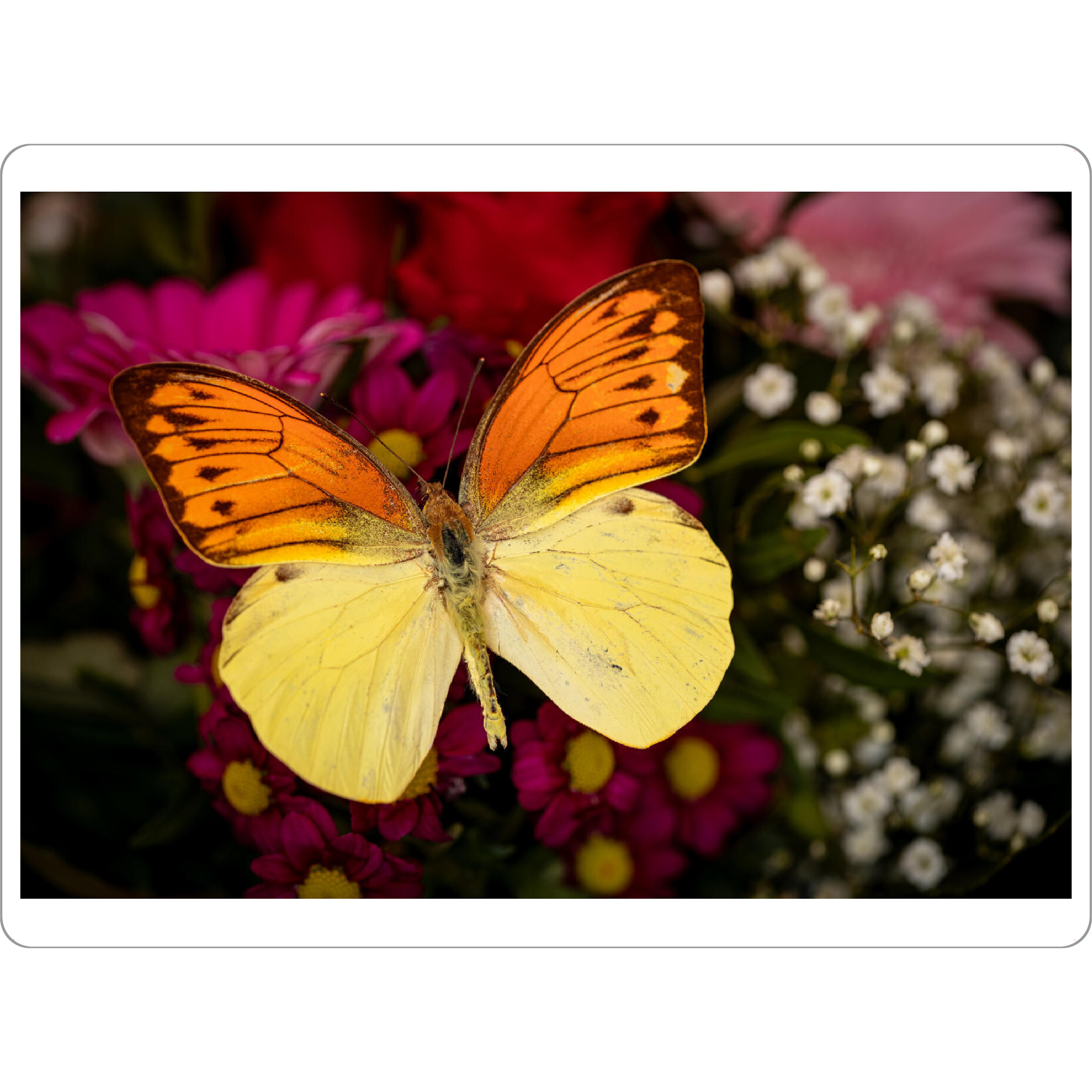 Tischset "Der Falter auf der Blume" artboxONE - Tiere - Schmetterling,Falter,Tagfalter,Exotisch,Insekt,Blume,Blüte - Bild schmetterling