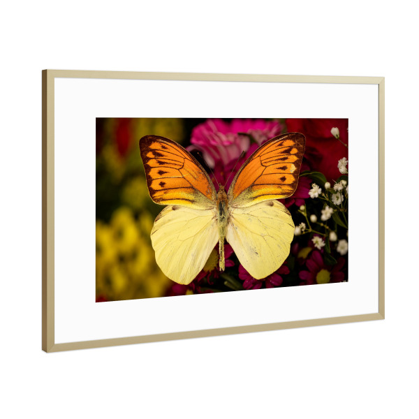 Poster mit Rahmen Gold "Exotischer Schmetterling" artboxONE - Tiere