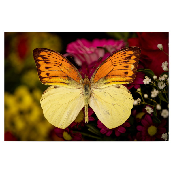Poster 30x20 cm "Exotischer Schmetterling" artboxONE - Tiere - Schmetterling,Falter,Prachtfalter,Insekten,Insekt,Tagfalter,Blumen,Blüte,Blumenstrauß
