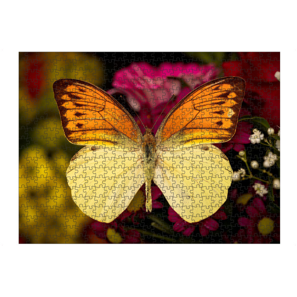 Puzzle Ravensburger "Exotischer Schmetterling" artboxONE - Tiere