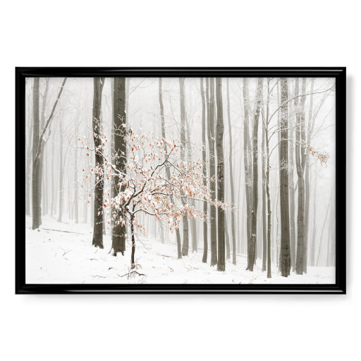 Winter forest in fog Winter forest in fog