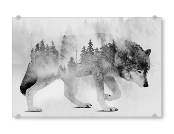 Acrylglasbild "Wolf und Wald BW (matart)" artboxONE - Natur,Tiere,Schwarzweiß - Wolf,Wölfe,Tier,Tiere,Natur,Wild,Wald