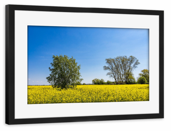 Poster mit Rahmen schwarz "Bäume und blühendes Rapsfeld" artboxONE - Natur,Reise