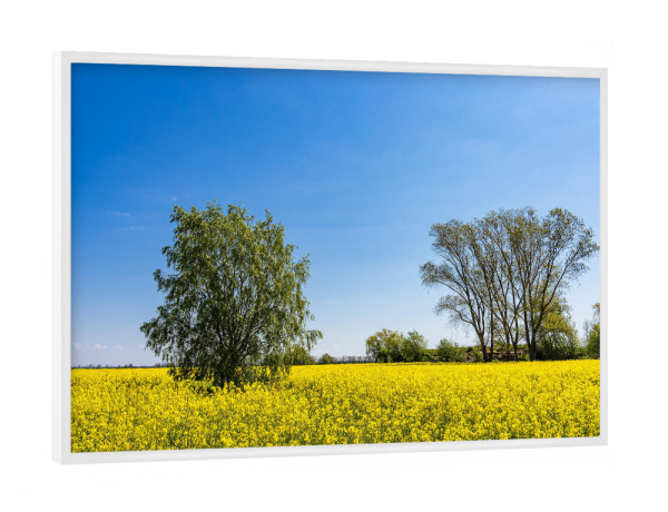 Poster mit weißem Rahmen "Bäume und blühendes Rapsfeld" artboxONE - Natur,Reise
