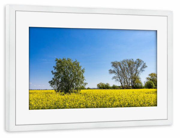 Poster mit Rahmen weiß "Bäume und blühendes Rapsfeld" artboxONE - Natur,Reise