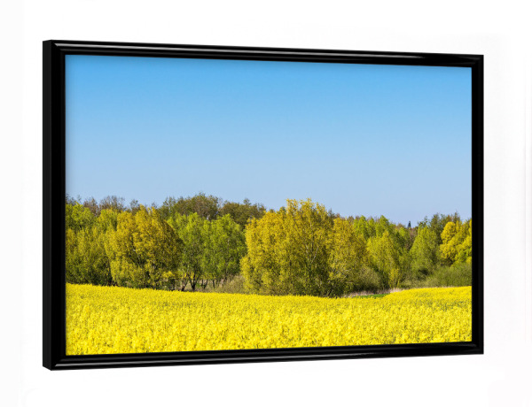 Poster mit schwarzem Rahmen "Blühendes Rapsfeld" artboxONE - Natur,Reise