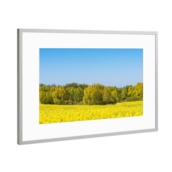 Poster mit Rahmen Silber "Blühendes Rapsfeld" artboxONE - Natur,Reise
