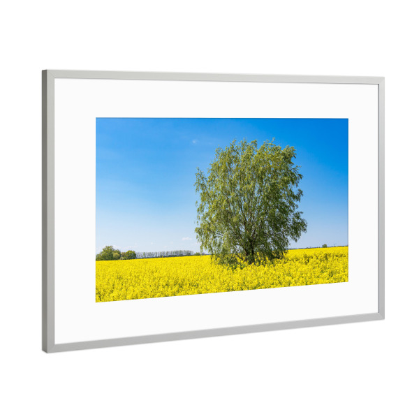 Poster mit Rahmen Silber "Baum und blühendes Rapsfeld" artboxONE - Natur,Reise
