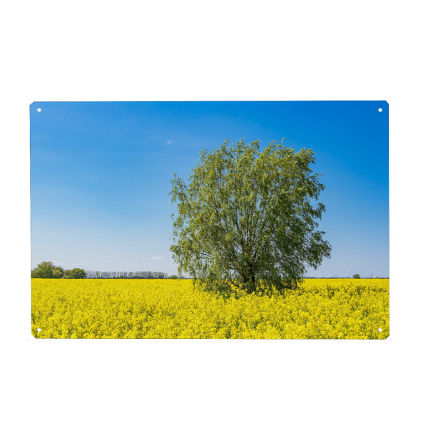 Holzbild "Baum und blühendes Rapsfeld" artboxONE - Natur,Reise