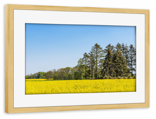 Poster mit Rahmen kiefer "Blühendes Rapsfeld und Bäume" artboxONE - Natur,Reise