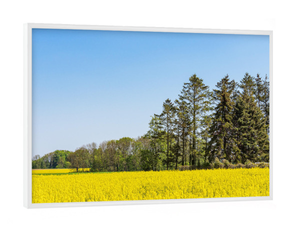 Poster mit weißem Rahmen "Blühendes Rapsfeld und Bäume" artboxONE - Natur,Reise