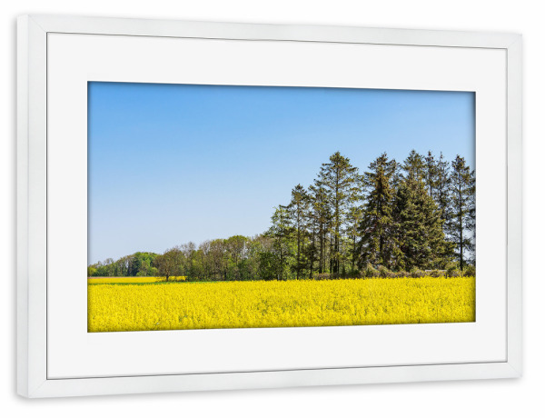 Poster mit Rahmen weiß "Blühendes Rapsfeld und Bäume" artboxONE - Natur,Reise