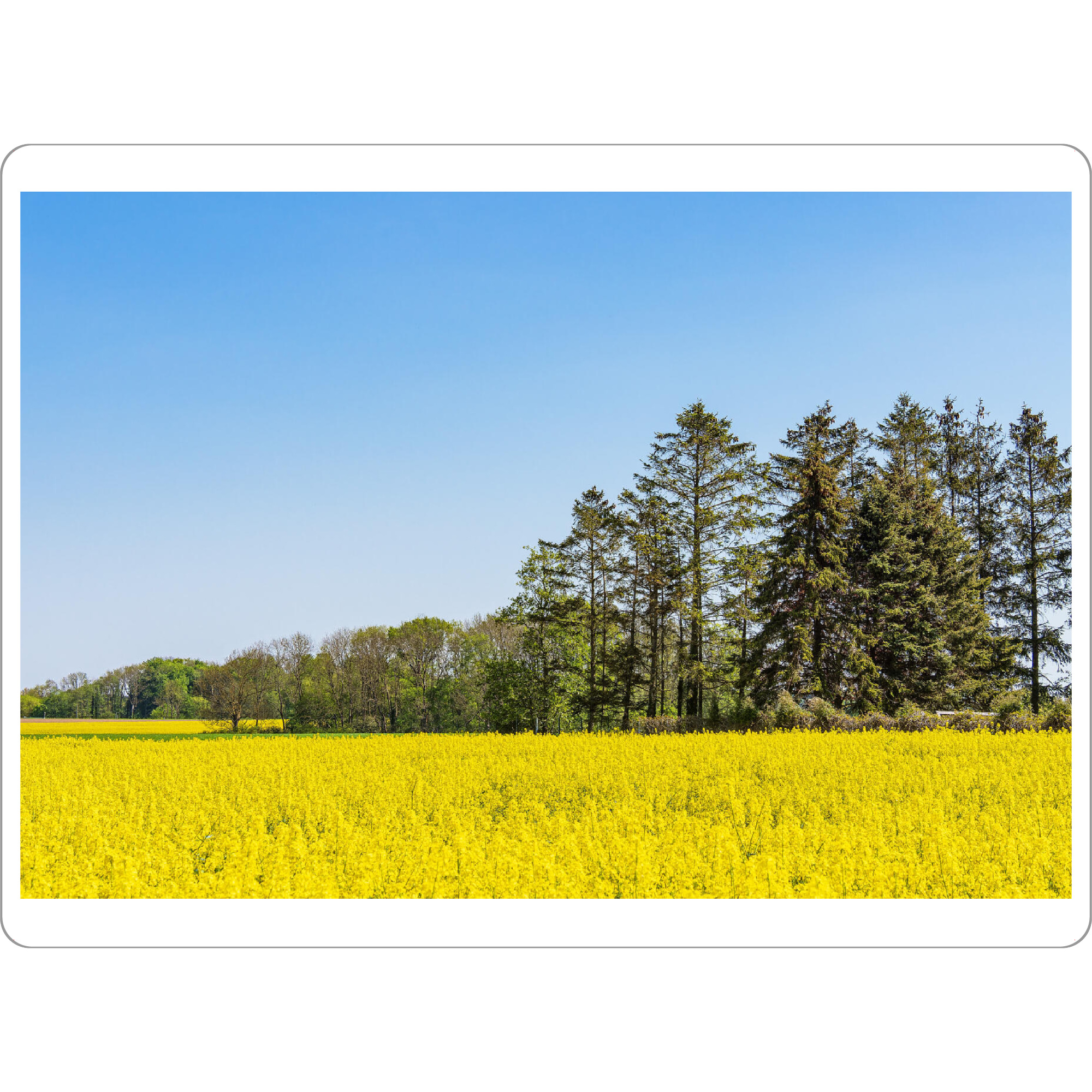 Tischset "Blühendes Rapsfeld und Bäume" artboxONE - Natur,Reise