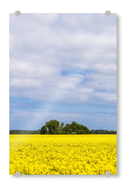Acrylglasbild "Rapsfeld in Blüte" artboxONE - Natur,Reise