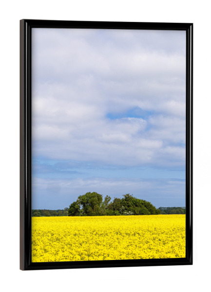 Poster mit schwarzem Rahmen "Rapsfeld in Blüte" artboxONE - Natur,Reise