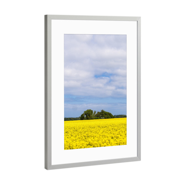 Poster mit Rahmen Silber "Rapsfeld in Blüte" artboxONE - Natur,Reise