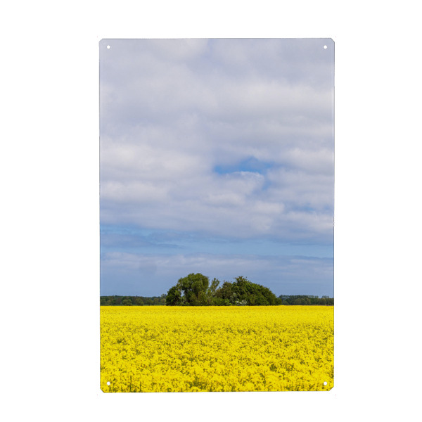 Metall Poster "Rapsfeld in Blüte" artboxONE - Natur,Reise