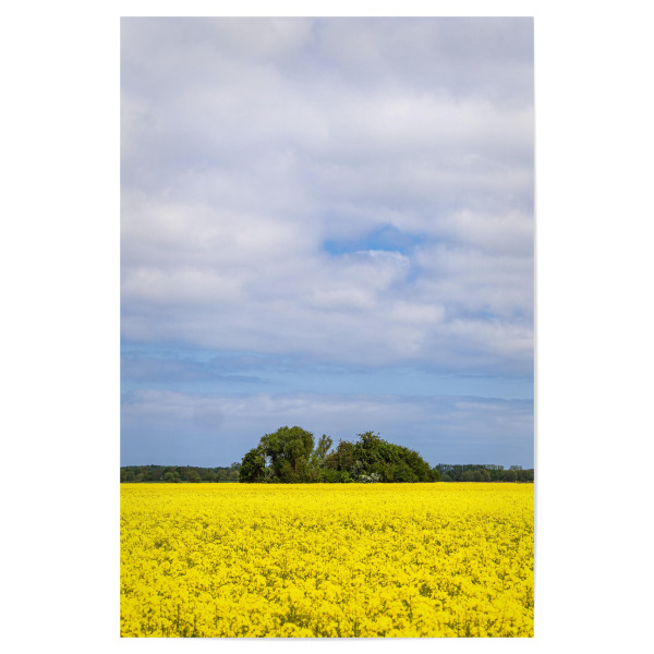 Poster "Rapsfeld in Blüte" artboxONE - Natur,Reise