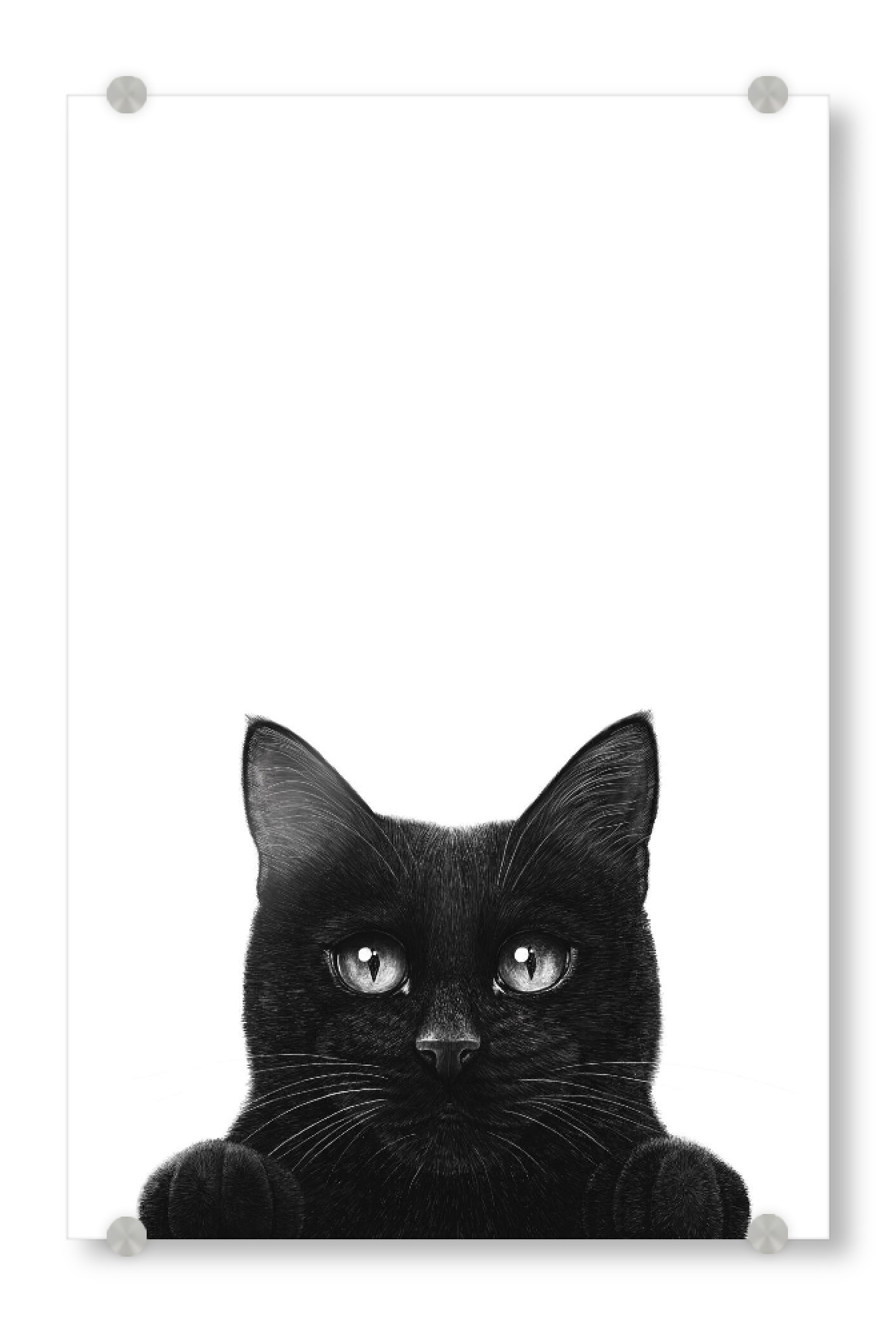 Acrylglasbild "Guckende schwarze Katze mit Pfoten" artboxONE - Natur,Für Kinder,Tiere,Comic,Lustig