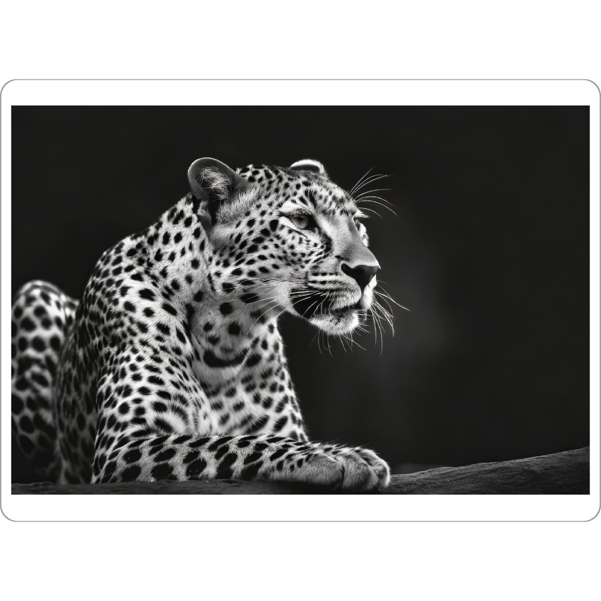 Tischset "Entspannter Leopard" artboxONE - Tiere,Schwarzweiß - Wildnis,Afrika,Wildtier,Savanne,Leopard,Primärwald,Großkatzen,Schwarzweiß