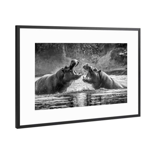 Poster mit Rahmen Schwarz (Metallic) "Kämpfende Flusspferde" artboxONE - Tiere,Schwarzweiß