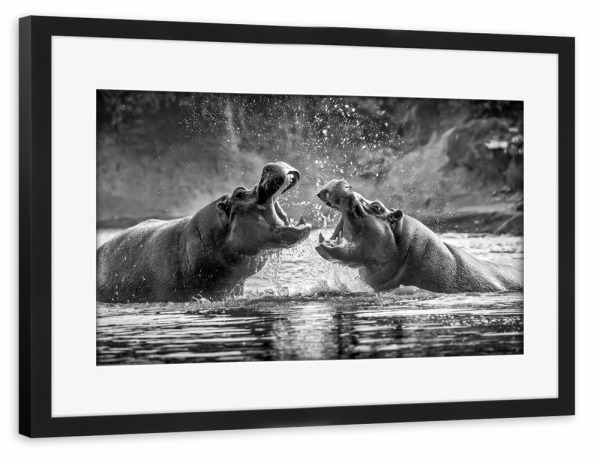 Poster mit Rahmen schwarz "Kämpfende Flusspferde" artboxONE - Tiere,Schwarzweiß