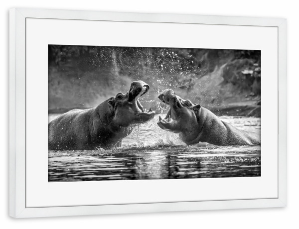 Poster mit Rahmen weiß "Kämpfende Flusspferde" artboxONE - Tiere,Schwarzweiß