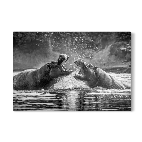 Galerie-Print "Kämpfende Flusspferde" 30x20 cm artboxONE