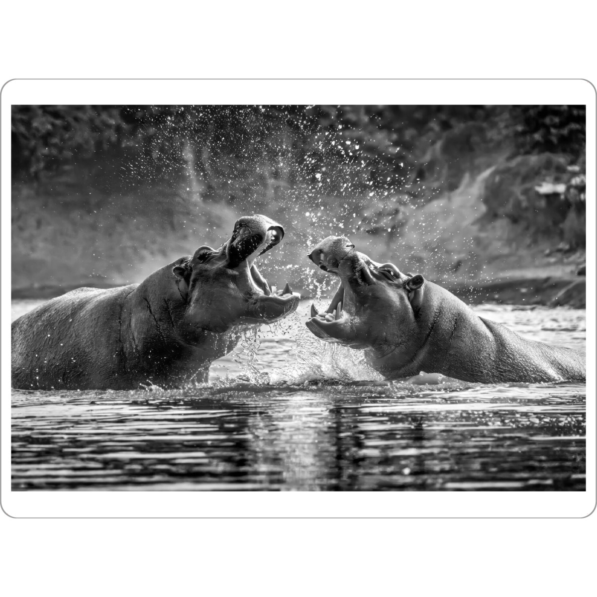 Tischset "Kämpfende Flusspferde" artboxONE - Tiere,Schwarzweiß - Natur,Tropen,Wasser,Afrika,Wildtier,Fluss,Konflikt,Flusspferd,Schwarzweiß