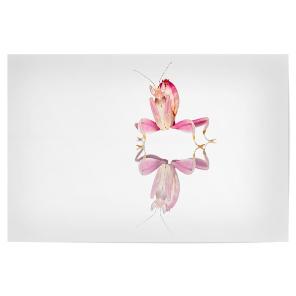 Poster 30x20 cm "Eine Orchideen Gottesanbeterin" artboxONE - Tiere