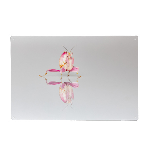 Holzbild "Die Orchideen Gottesanbeterin" artboxONE - Tiere