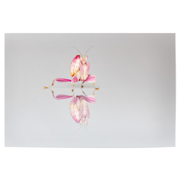 Poster "Die Orchideen Gottesanbeterin" artboxONE - Tiere