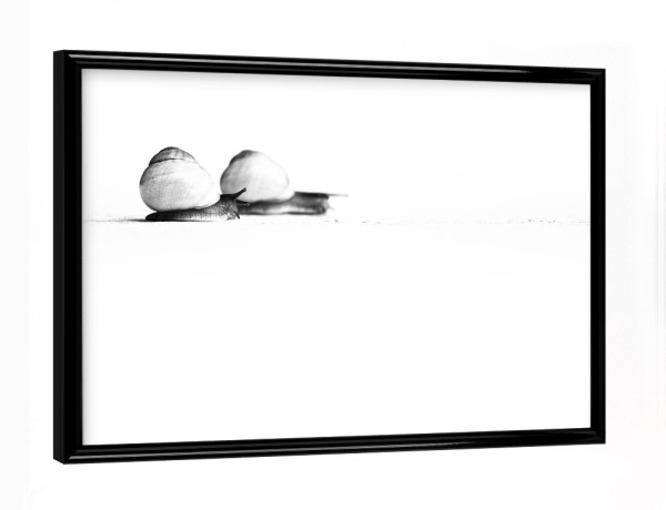 Poster mit schwarzem Rahmen "Snails on their Way" artboxONE - Natur,Tiere