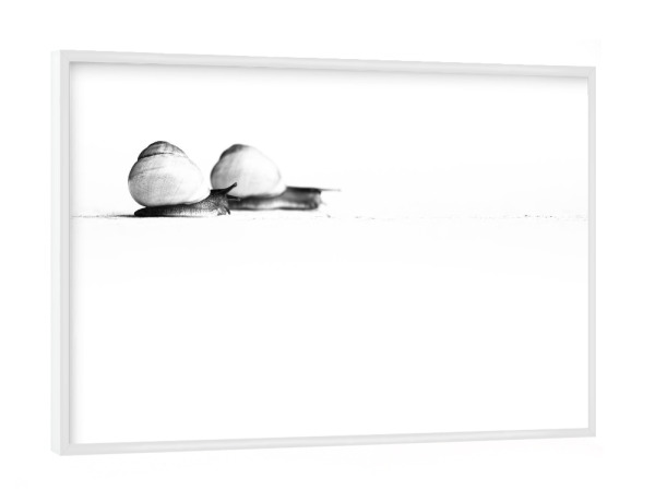 Poster mit weißem Rahmen "Snails on their Way" artboxONE - Natur,Tiere