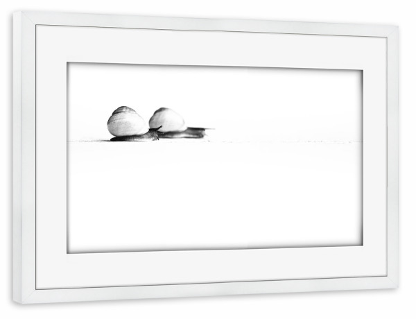 Poster mit Rahmen weiß "Snails on their Way" artboxONE - Natur,Tiere