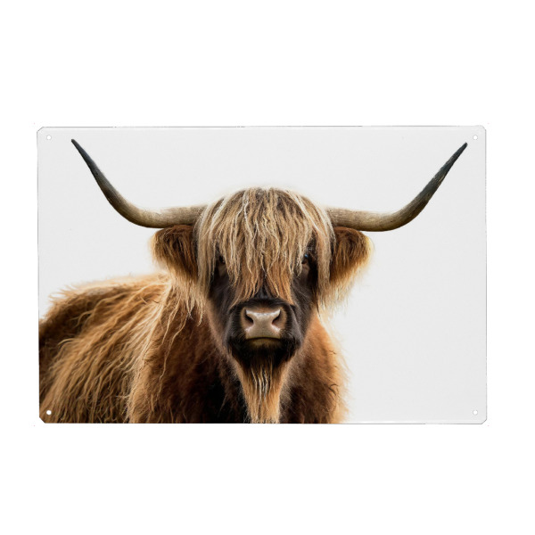 Holzbild "Scottish highlander im Portrait" artboxONE - Tiere - Schottland,Horn,Tier,Highlands,Hausrind,Nutztier,Fell,Rasse