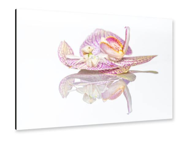 Alu-Dibond "Fangschrecke auf Orchideenblüte" 30x20 cm artboxONE