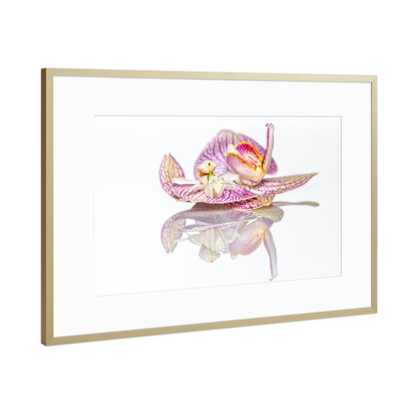 Poster mit Rahmen Gold "Fangschrecke auf Orchideenblüte" artboxONE - Tiere
