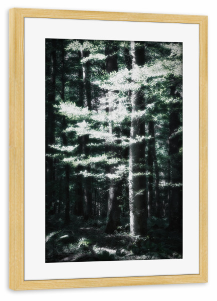 Poster mit Rahmen kiefer "Licht und Schatten Wald" artboxONE - Natur,Reise,Floral