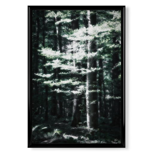 Light and shadow forest Light and shadow forest