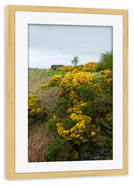 Poster mit Rahmen kiefer "Ginster bei Greenock" artboxONE - Natur,Reise / Länder