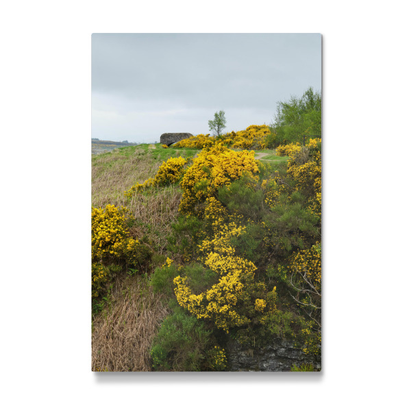 Galerie-Print "Ginster bei Greenock" 30x20 cm artboxONE