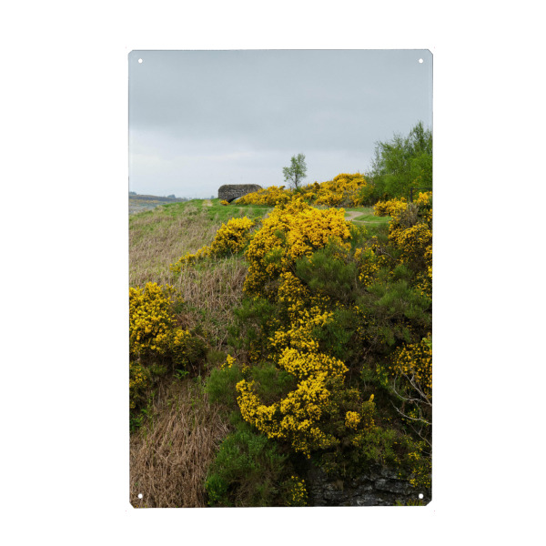 Holzbild "Ginster bei Greenock" artboxONE - Natur,Reise / Länder