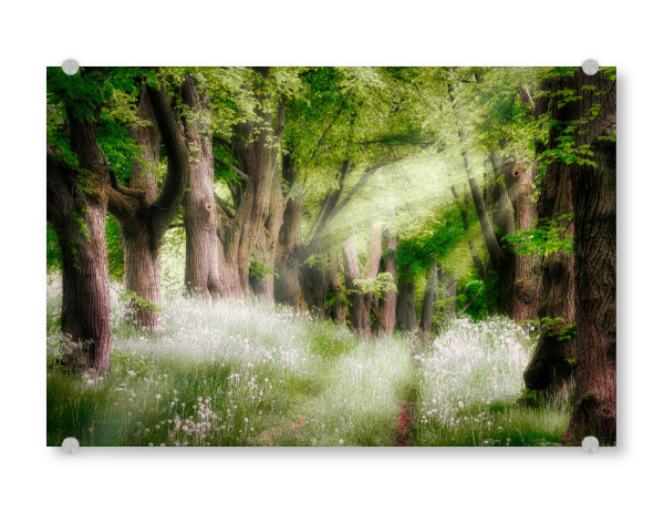 Acrylglasbild "Alte Bäume" artboxONE - Natur,Reise,Floral