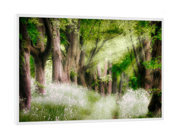Poster mit weißem Rahmen "Alte Bäume" artboxONE - Natur,Reise,Floral