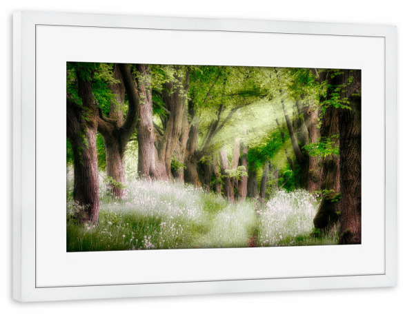 Poster mit Rahmen weiß "Alte Bäume" artboxONE - Natur,Reise,Floral