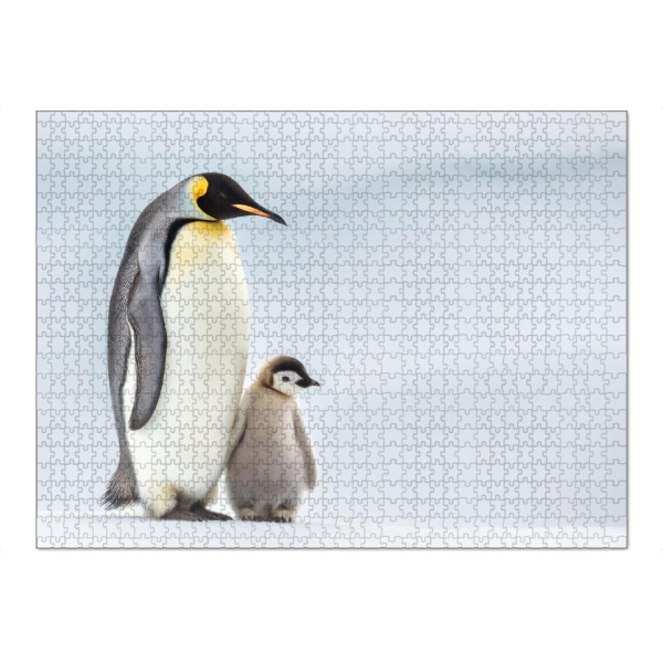 Puzzle Ravensburger "Kaiserpinguin Familie" artboxONE - Tiere - Natur,Eis,Pinguine,Schnee,Klima,Tier,Erde,Arktis,Kaiser,Vögel,Antarktis,Polargebiet