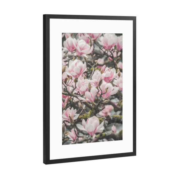 Poster mit Rahmen Schwarz (Metallic) "Magnolien Blütenzauber" artboxONE - Natur,Floral,Liebe